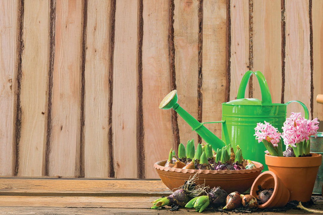 Douglas schaaldelen 18x150/200x3600 mm onbehandeld 60 stuks - Afbeelding 2